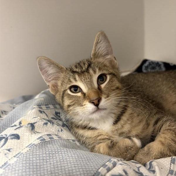 Natto, Adoptable, Kitten Male Domestic Short Hair.