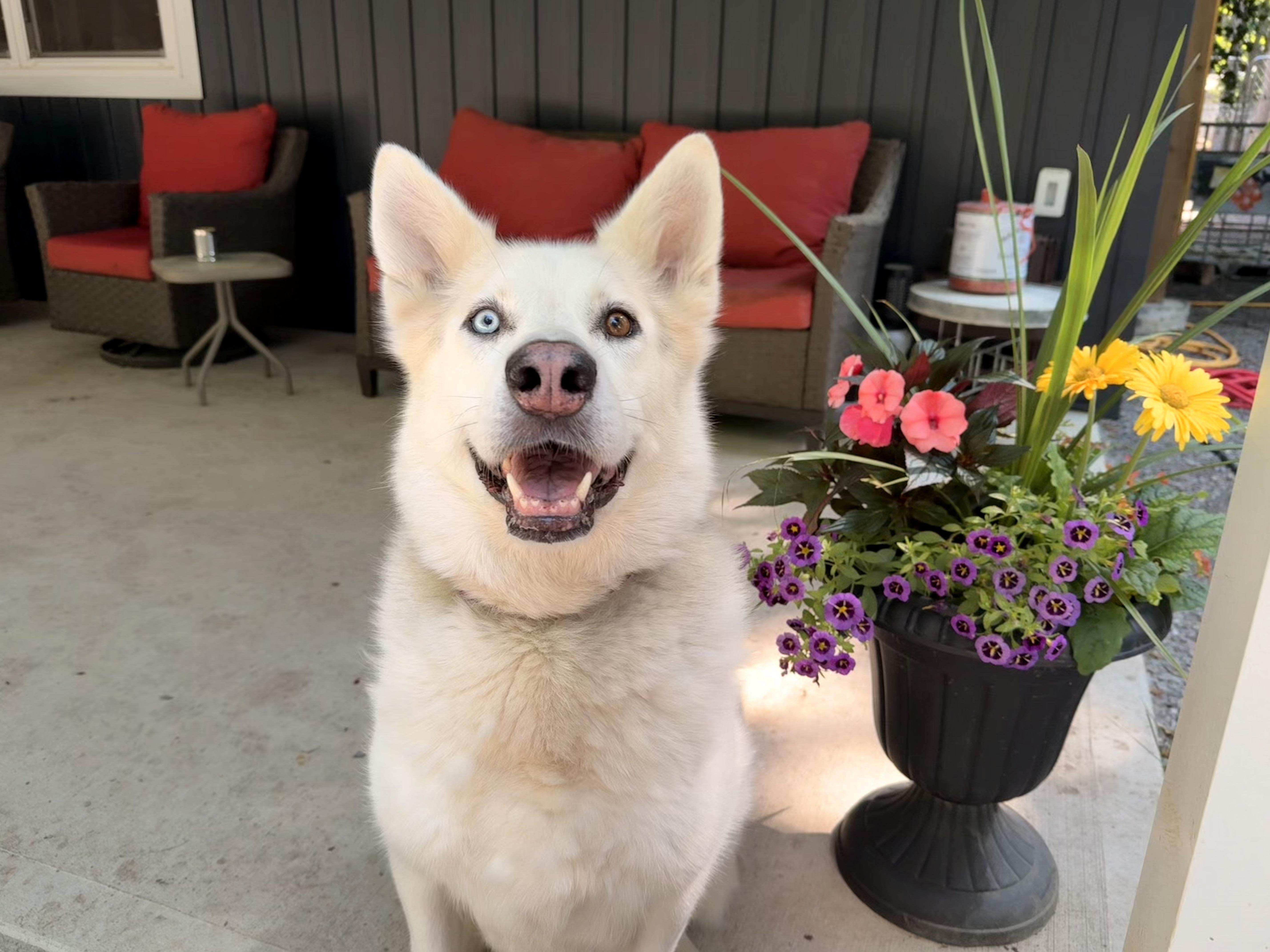 Ziggy, a Adoptable mixed breed in Addison, ON image 1/6