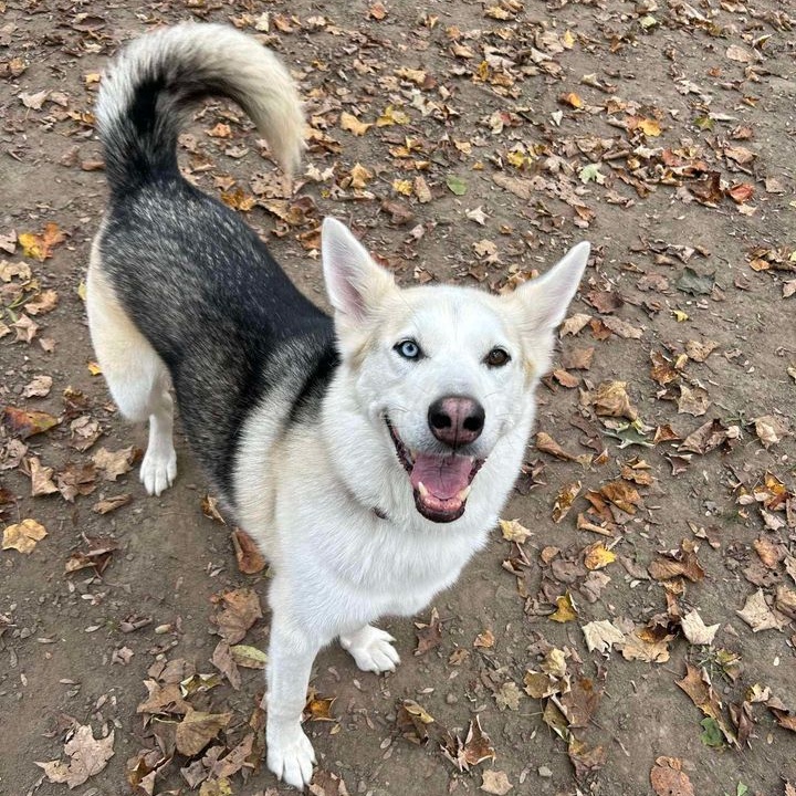 Ziggy, a Adoptable mixed breed in Addison, ON image 2/6