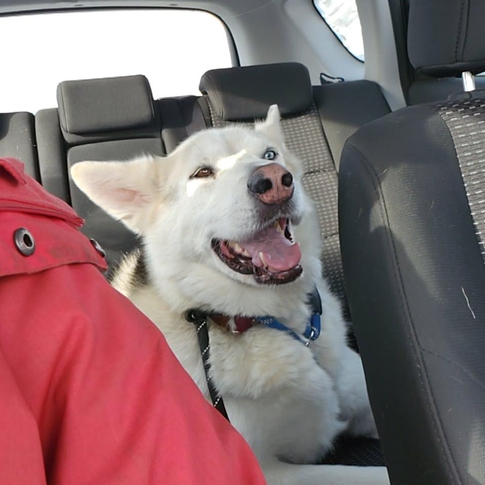 Enlarge Ziggy, a Adoptable Husky in Addison, ON image 3/6