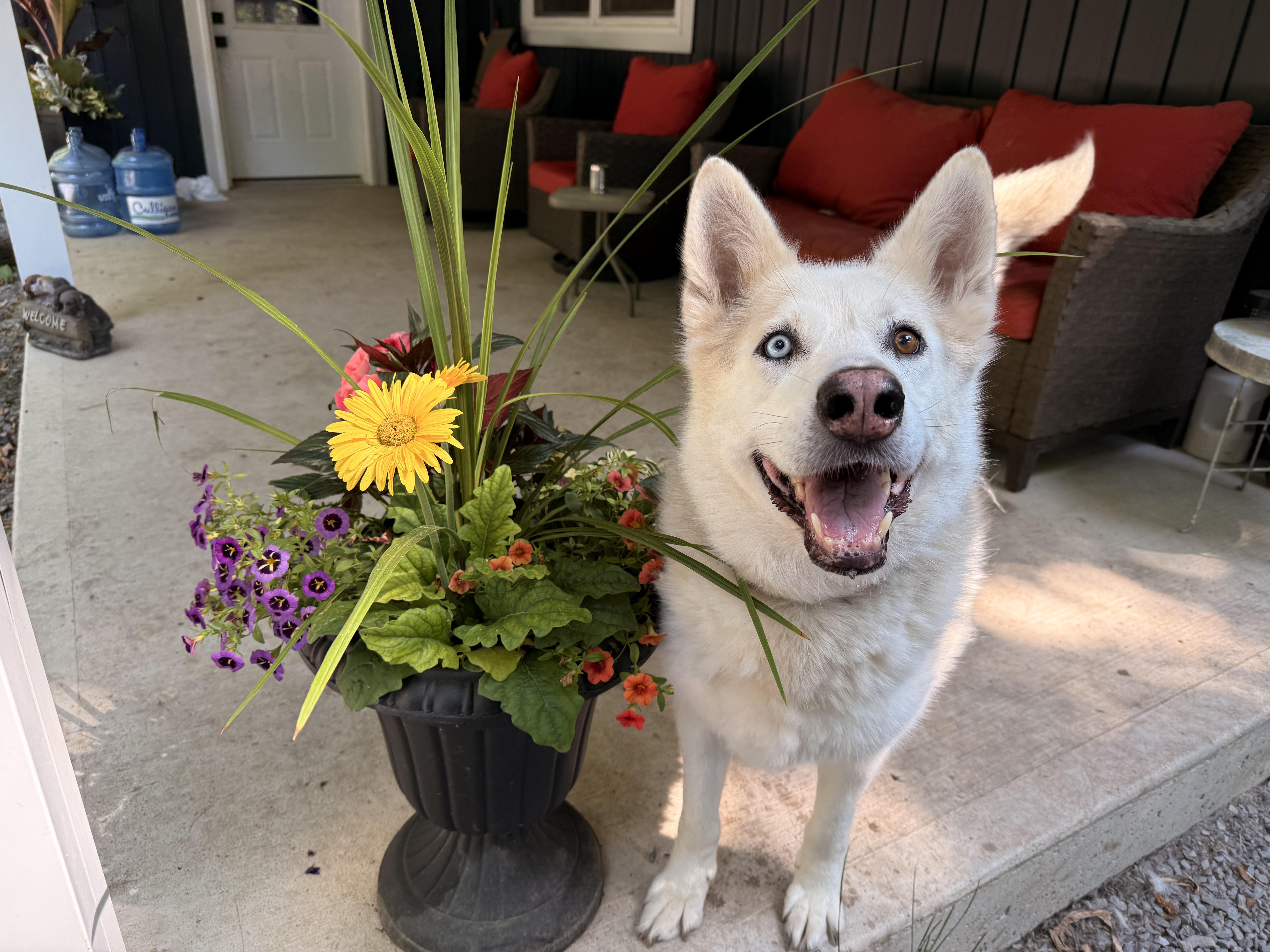 Ziggy, a Adoptable mixed breed in Addison, ON image 5/6