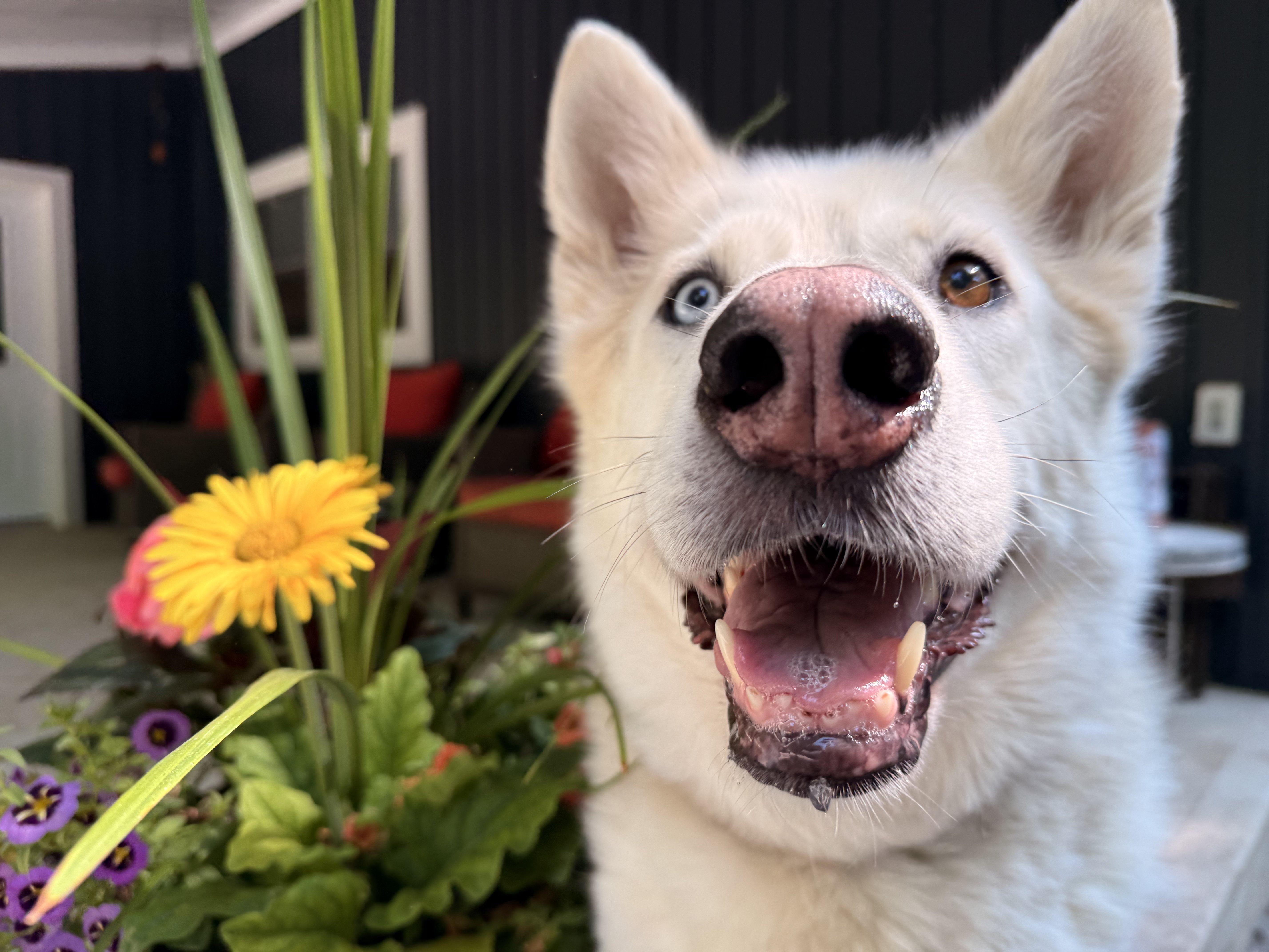 Ziggy, a Adoptable mixed breed in Addison, ON image 3/6