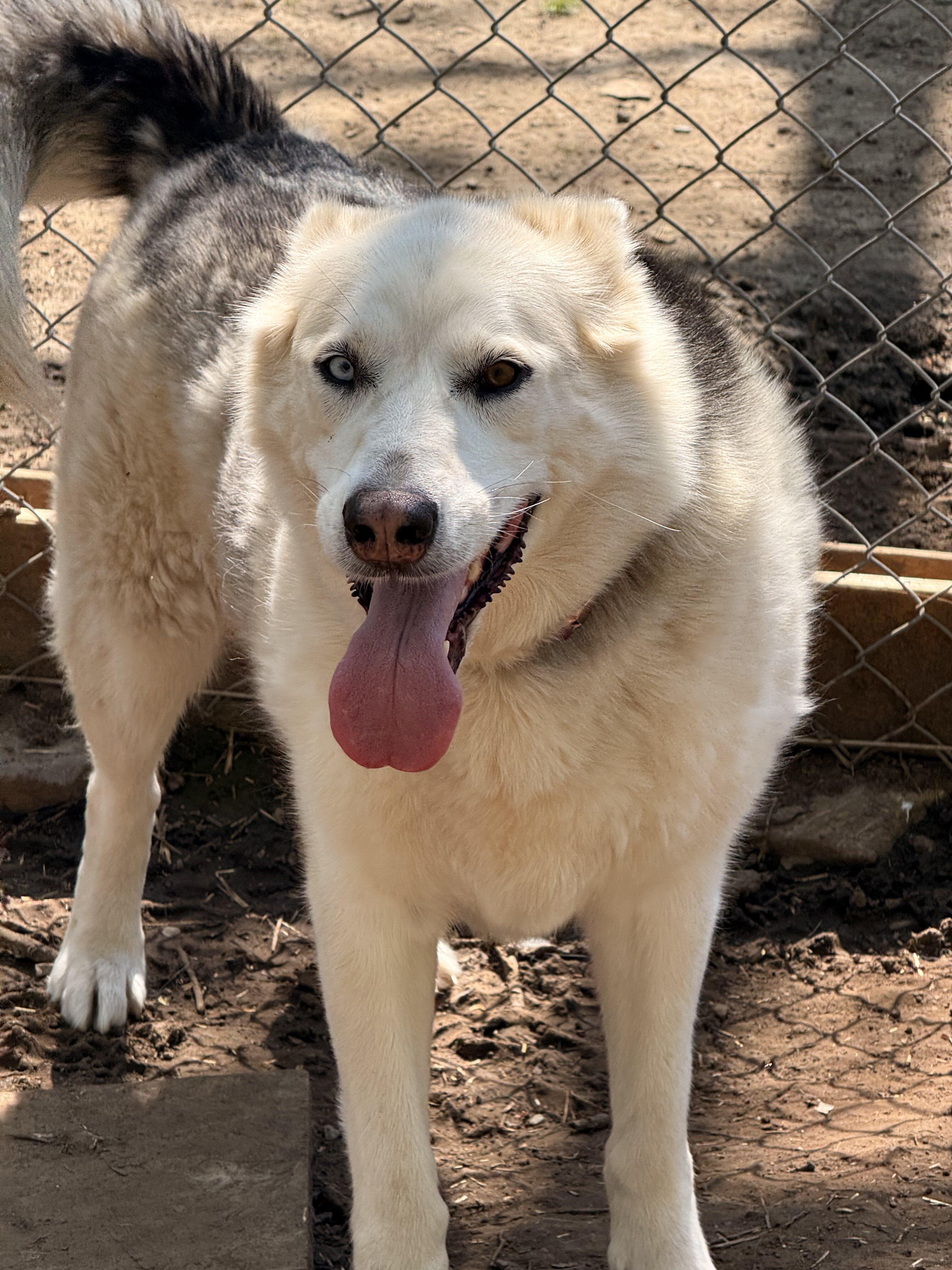 Ziggy, a Adoptable mixed breed in Addison, ON image 6/6