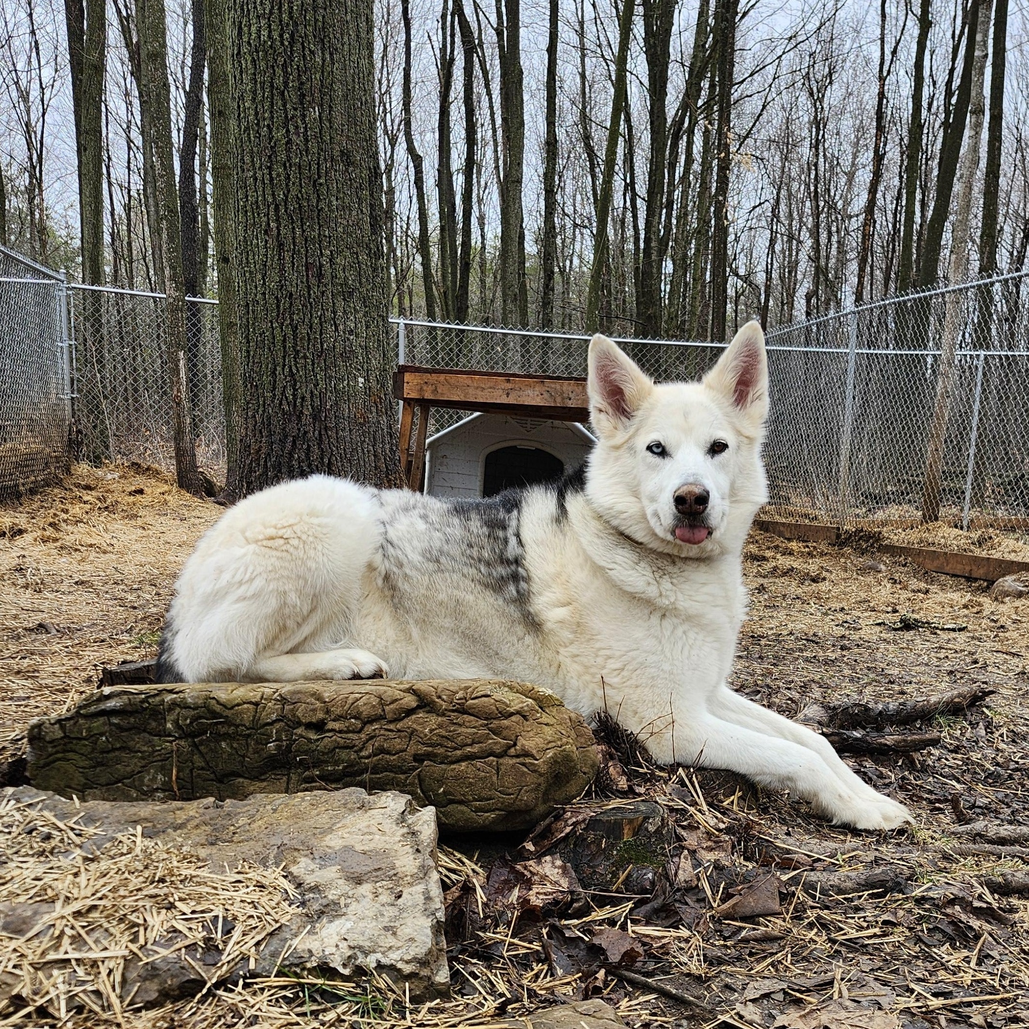 Ziggy, Adoptable, Senior Female Husky.