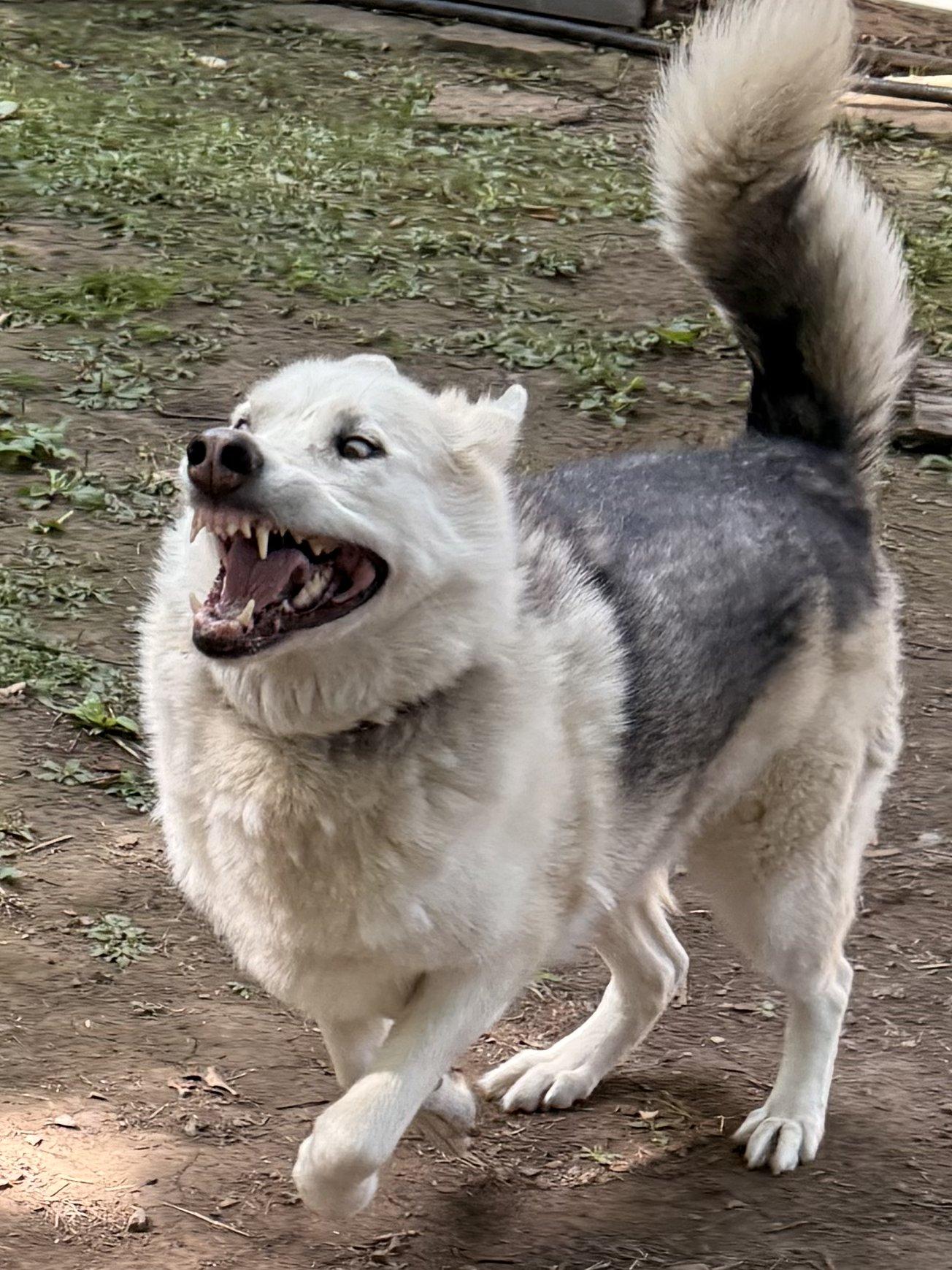 Ziggy, a Adoptable mixed breed in Addison, ON image 4/6