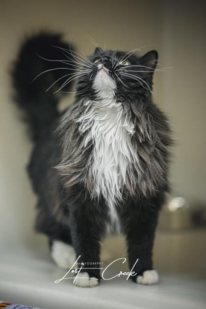 Tinsel, Adoptable, Adult Female Domestic Long Hair & Domestic Short Hair.