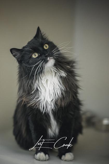 Enlarge Tinsel, a Adoptable mixed breed in Kalispell, MT image 2/3