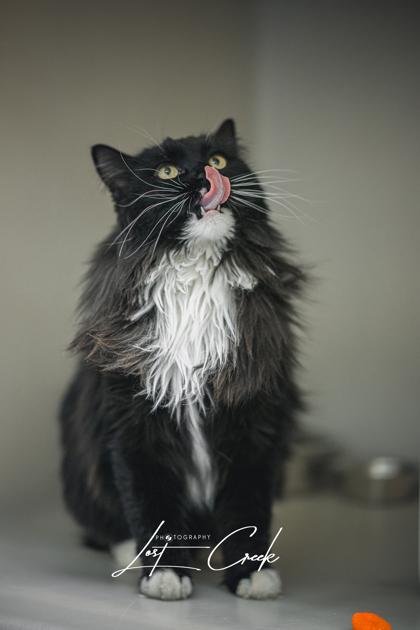 Enlarge Tinsel, a Adoptable mixed breed in Kalispell, MT image 3/3