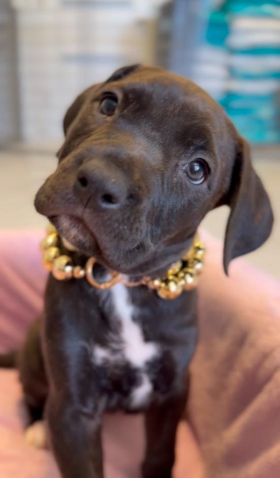 Topaz, Adopted, Young Female Cane Corso.
