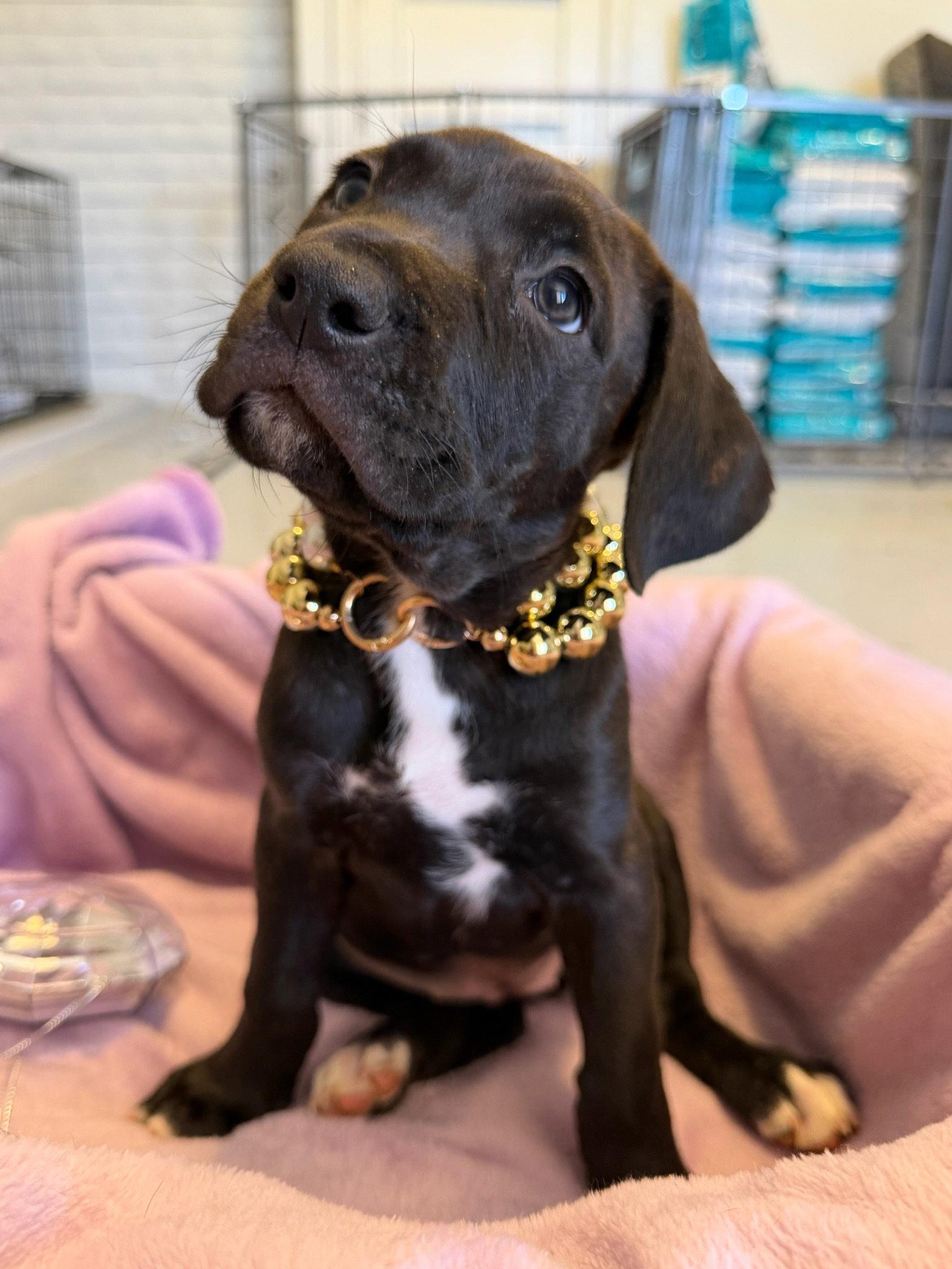Enlarge Topaz, a Adopted Cane Corso in Glendale, AZ image 3/3