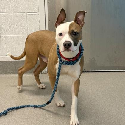 Beignet, a ADOPTABLE American Bully in Hilliard, OH image 3/3