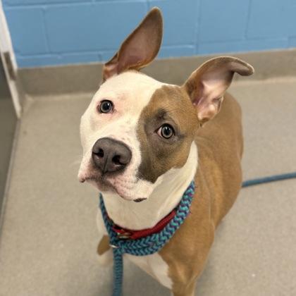 Beignet, a ADOPTABLE American Bully in Hilliard, OH image 1/3