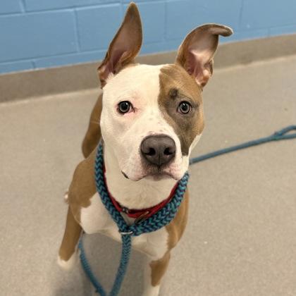 Beignet, a ADOPTABLE American Bully in Hilliard, OH image 2/3