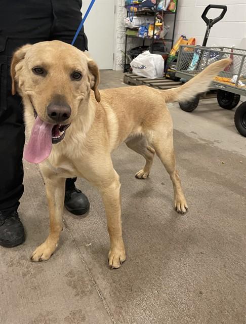 TRUCKIE, Adoptable, Adult Male Labrador Retriever & Mixed Breed.