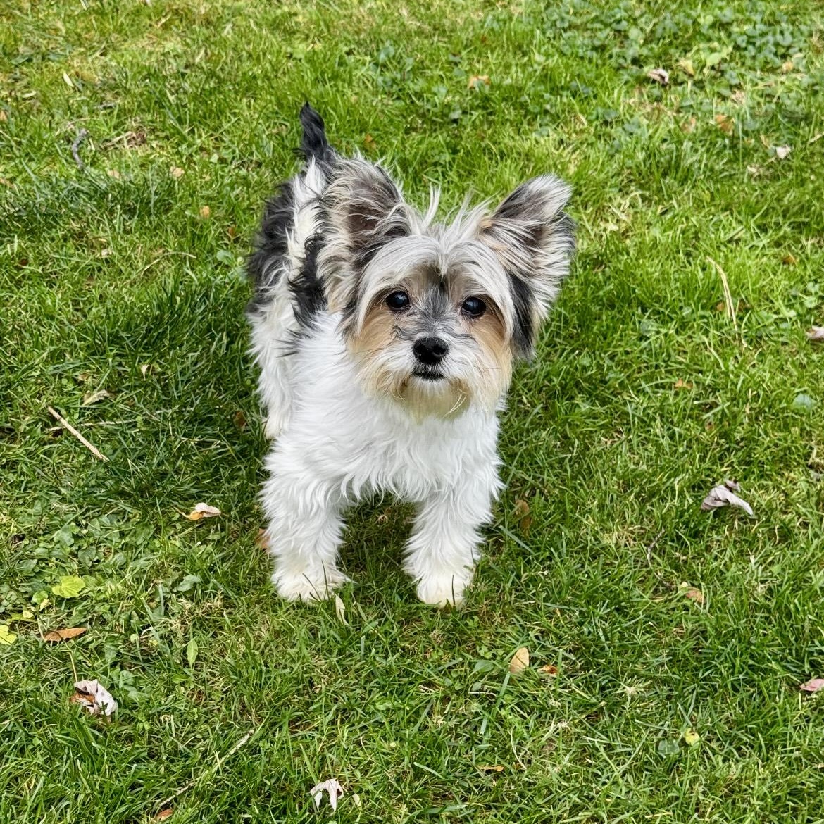 Sawyer, a Adoptable mixed breed in Rochester, NY image 3/4