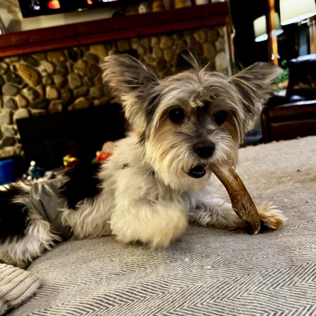 Sawyer, a Adoptable mixed breed in Rochester, NY image 4/4