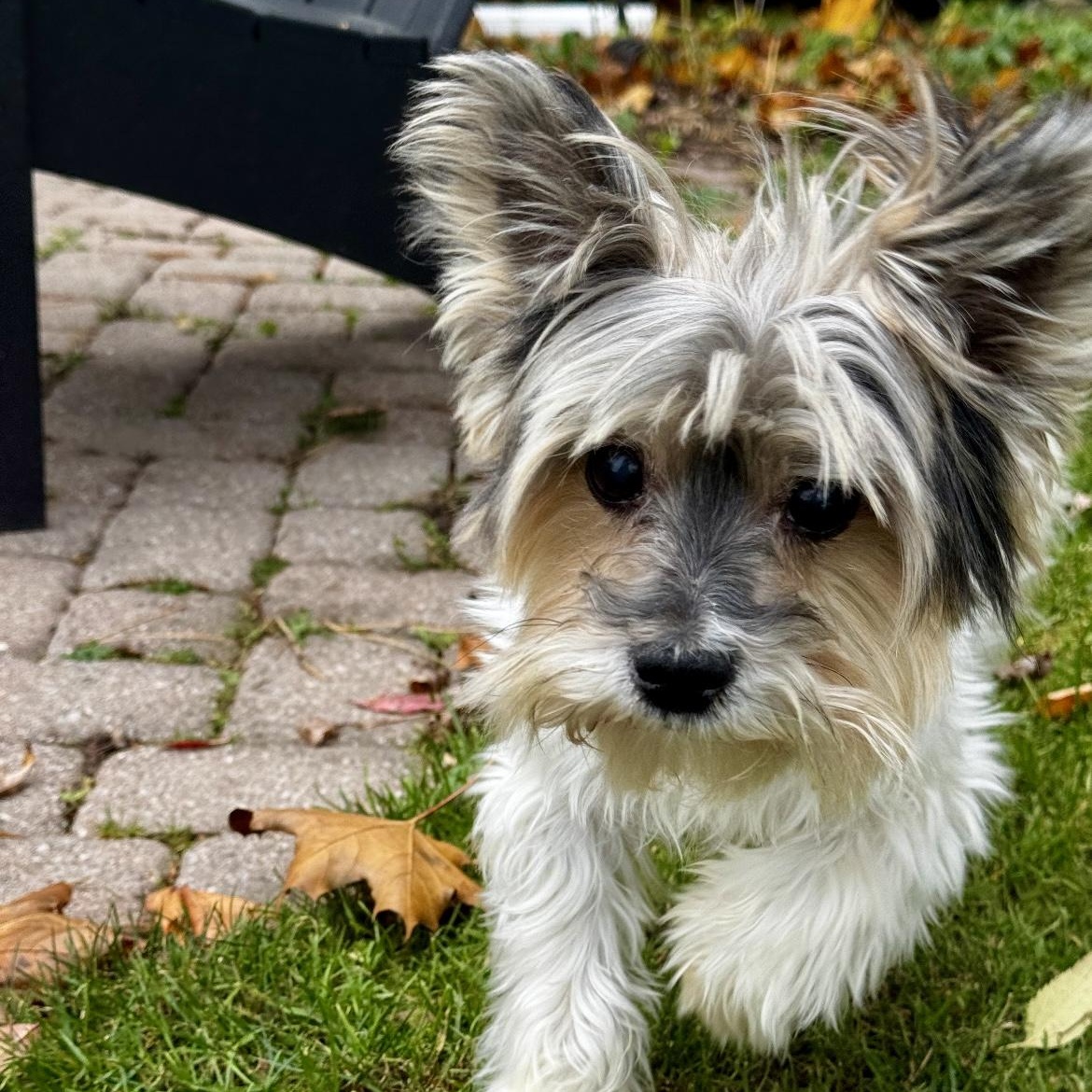 Sawyer, a Adoptable mixed breed in Rochester, NY image 2/4