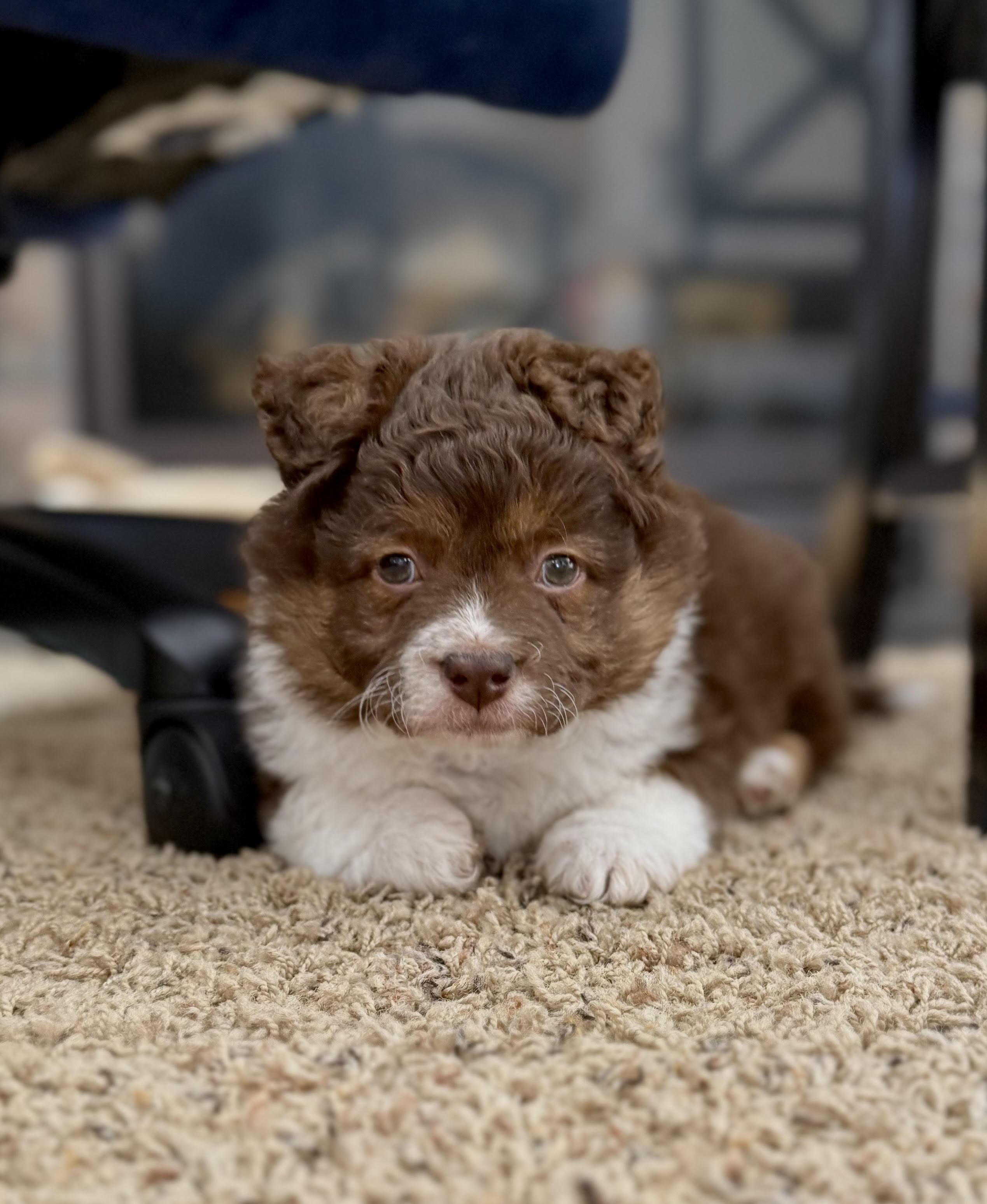 Enlarge Zane, an adopted Corgi in Salt Lake City, UT image 2/5