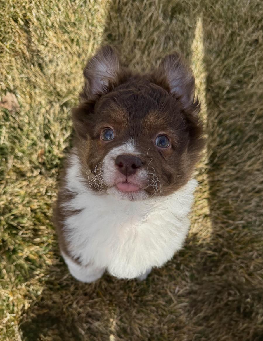 Enlarge Zane, an adopted Corgi in Salt Lake City, UT image 5/5