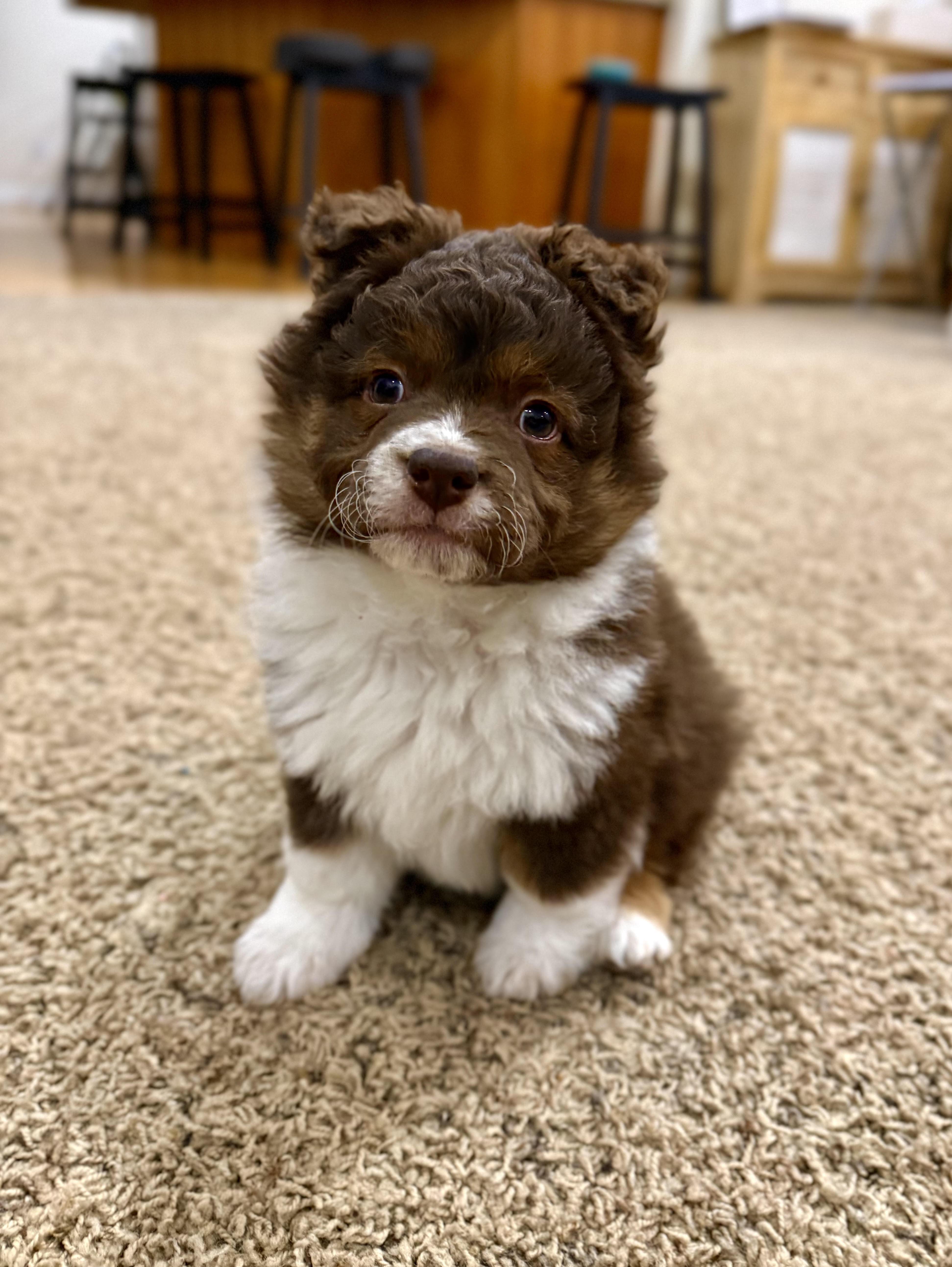 Enlarge Zane, an adopted Corgi in Salt Lake City, UT image 3/5