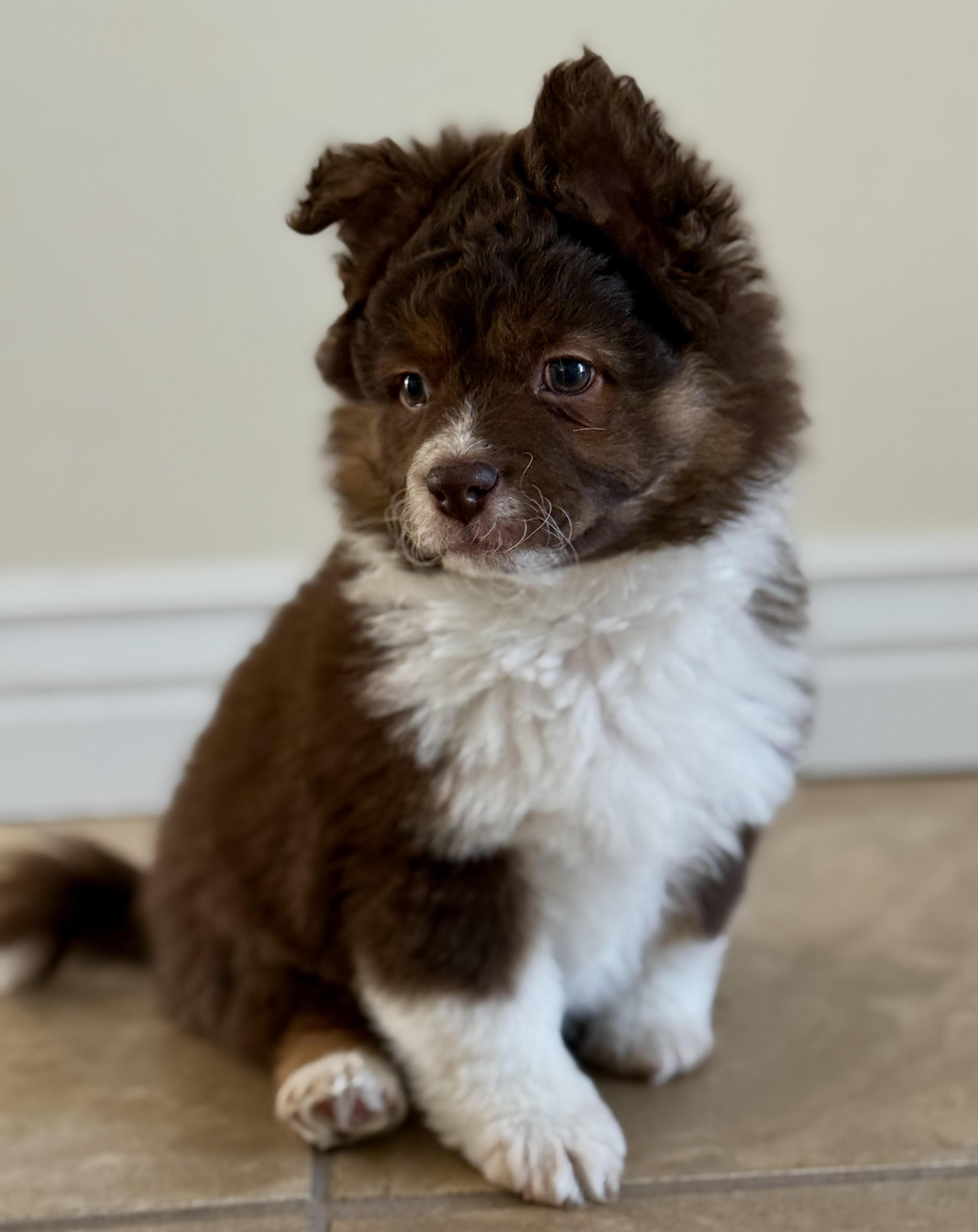 Enlarge Zane, an adopted Corgi in Salt Lake City, UT image 4/5