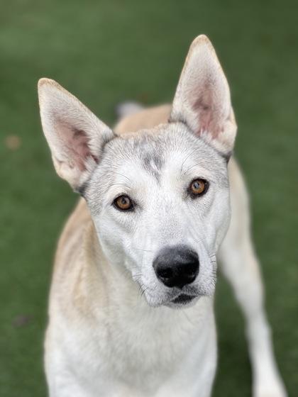 Enlarge Nairobi, a ADOPTABLE mixed breed in Sacramento, CA image 2/4