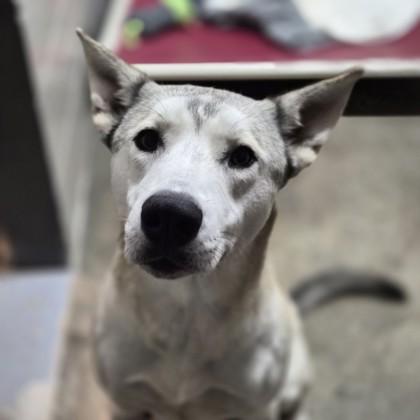 Enlarge Nairobi, a ADOPTABLE mixed breed in Sacramento, CA image 3/4