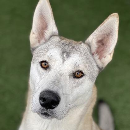 Enlarge Nairobi, a ADOPTABLE mixed breed in Sacramento, CA image 1/4