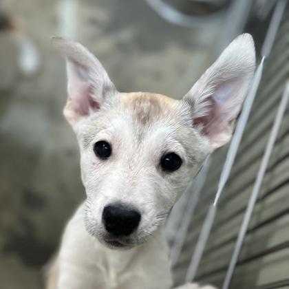 Enlarge Nairobi, a ADOPTABLE mixed breed in Sacramento, CA image 4/4