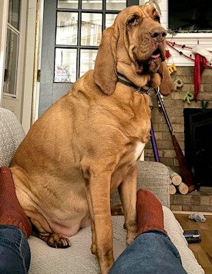 Enlarge Roo (GA), an adopted Bloodhound in Ranger, GA image 6/6