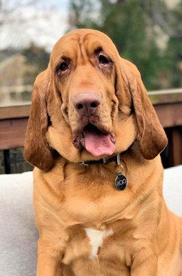 Enlarge Roo (GA), an adopted Bloodhound in Ranger, GA image 5/6