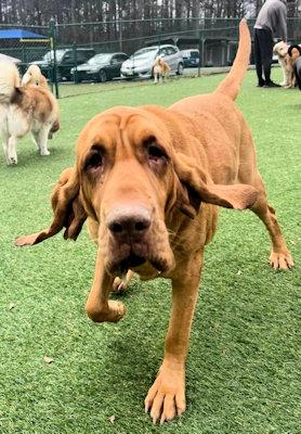 Enlarge Roo (GA), an adopted Bloodhound in Ranger, GA image 4/6
