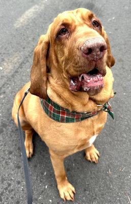 Enlarge Roo (GA), an adopted Bloodhound in Ranger, GA image 3/6