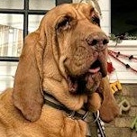 Roo (GA), adopted, Adult Female Bloodhound.