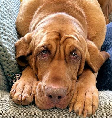 Enlarge Roo (GA), an adopted Bloodhound in Ranger, GA image 2/6