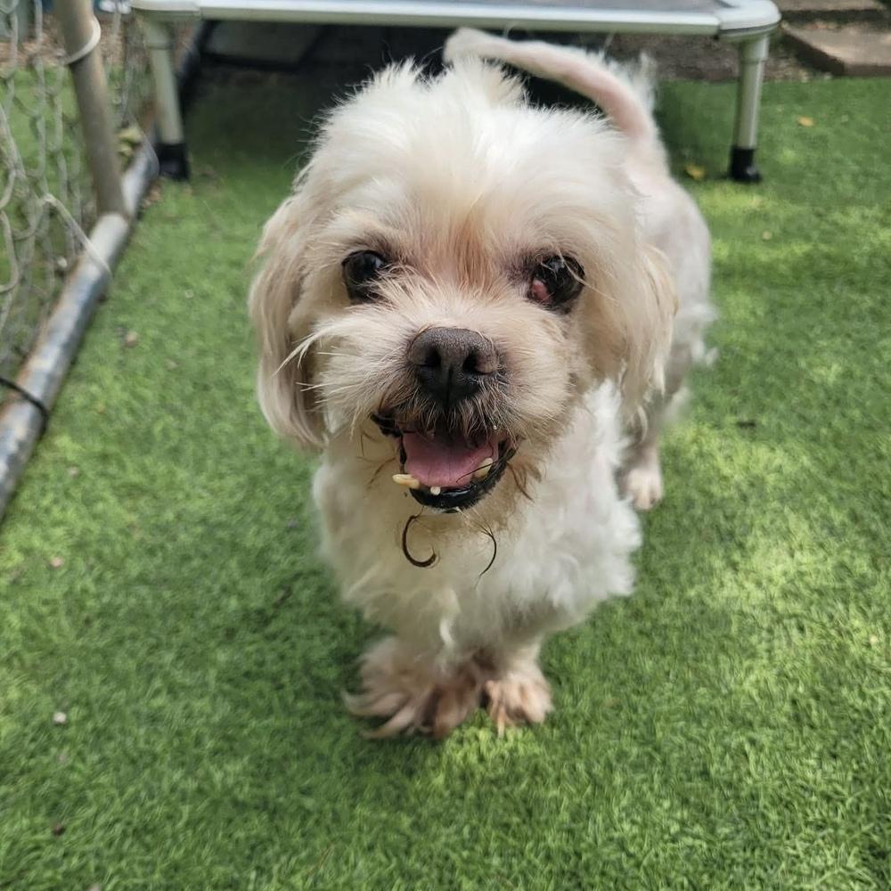 Larry, Adoptable, Senior Male Shih Tzu.