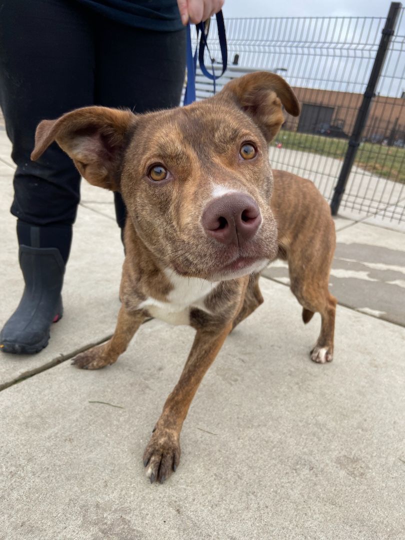 Wyatt, Adopted, Adult Male Pit Bull Terrier & Husky.