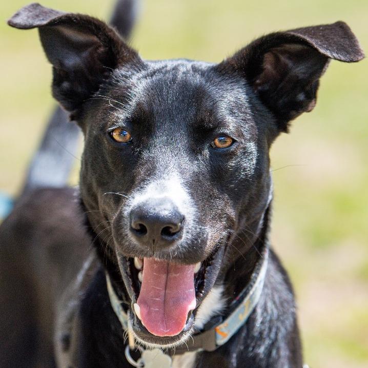 Enlarge Porthos *Avail by Appt*, a Adoptable Mixed Breed in Kennebunk, ME image 1/6