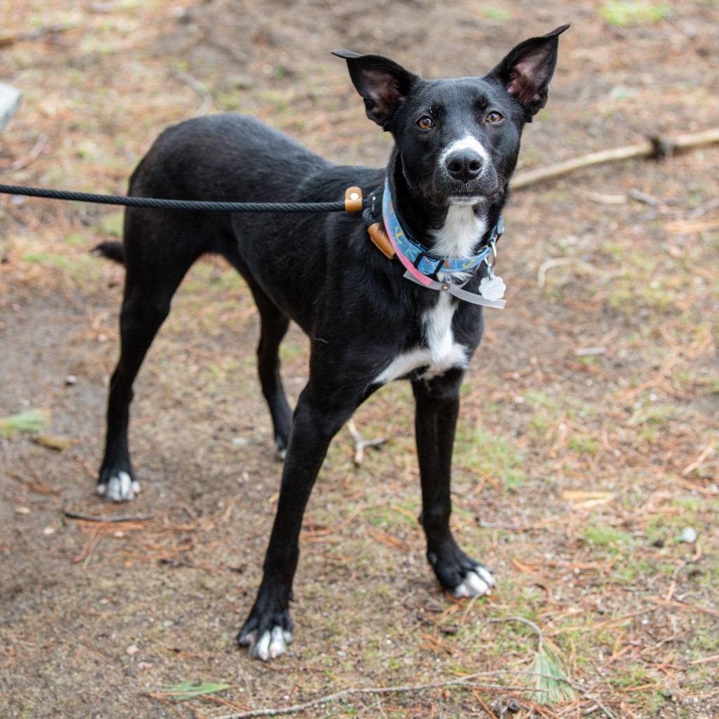 Enlarge Porthos *Avail by Appt*, a Adoptable Mixed Breed in Kennebunk, ME image 2/6