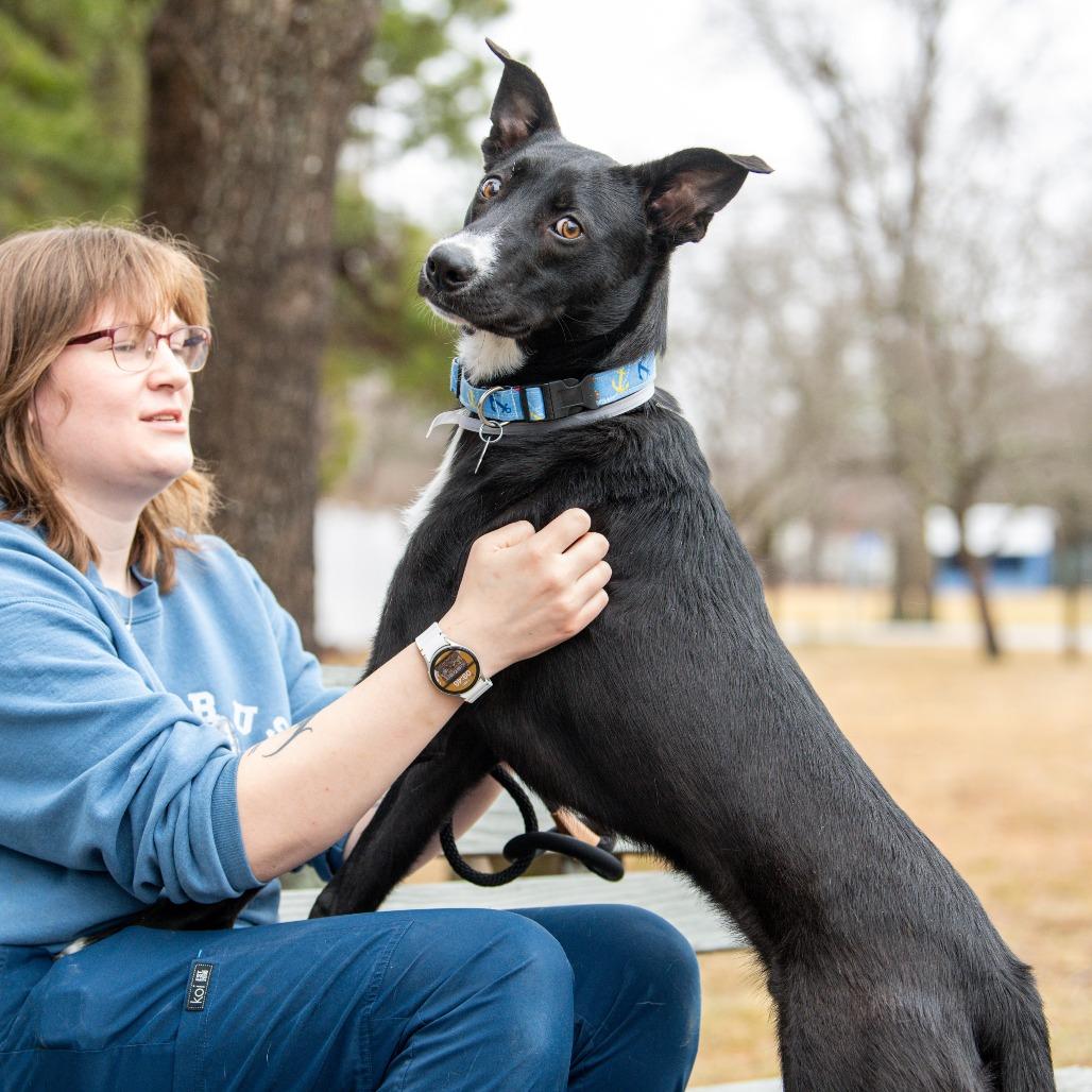 Enlarge Porthos *Avail by Appt*, a Adoptable Mixed Breed in Kennebunk, ME image 3/6