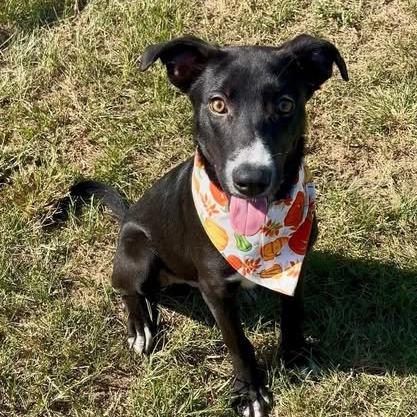 Enlarge Porthos, a Adoptable Mixed Breed in Kennebunk, ME image 1/6