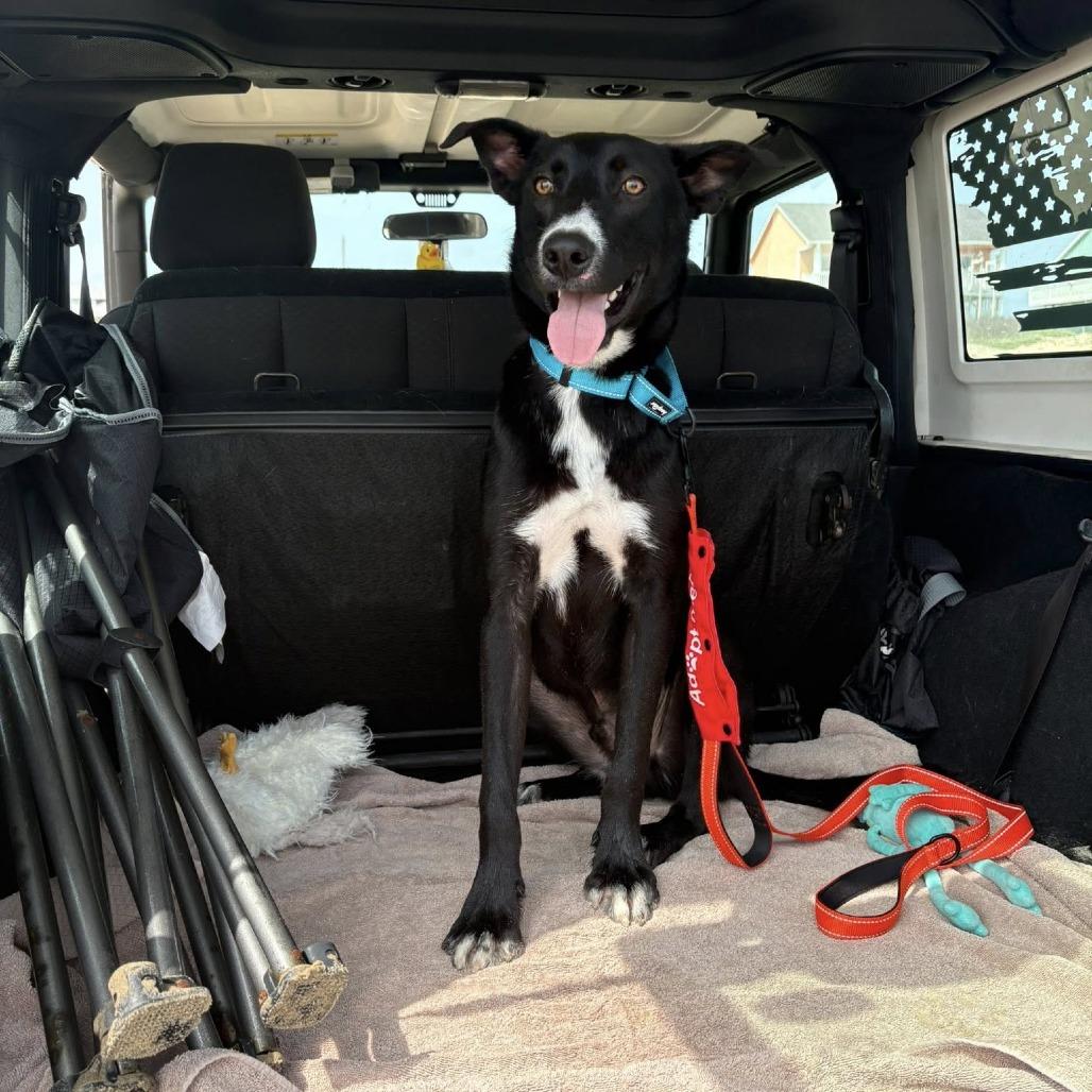 Enlarge Porthos, a Adoptable Mixed Breed in Kennebunk, ME image 2/6