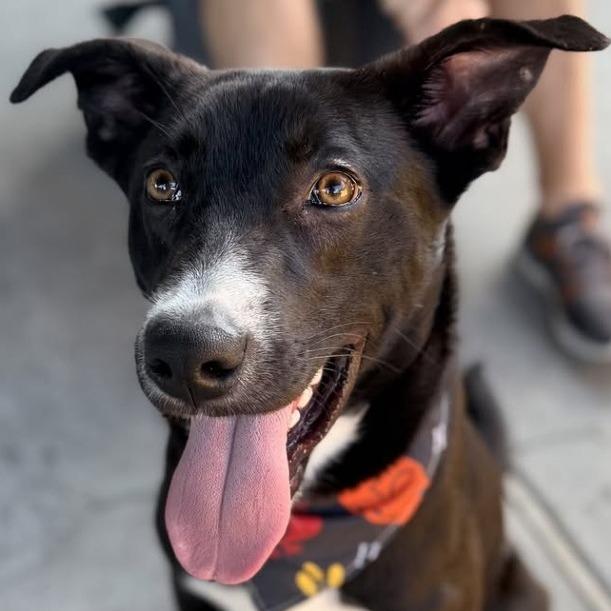 Enlarge Porthos, a Adoptable Mixed Breed in Kennebunk, ME image 4/6