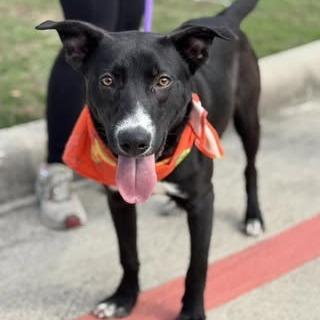 Enlarge Porthos, a Adoptable Mixed Breed in Kennebunk, ME image 5/6