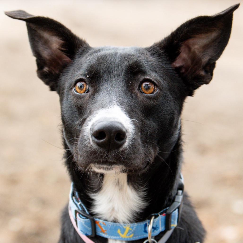 Enlarge Porthos *Avail by Appt*, a Adoptable Mixed Breed in Kennebunk, ME image 4/6
