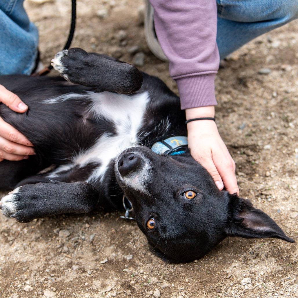 Enlarge Porthos *Avail by Appt*, a Adoptable Mixed Breed in Kennebunk, ME image 5/6