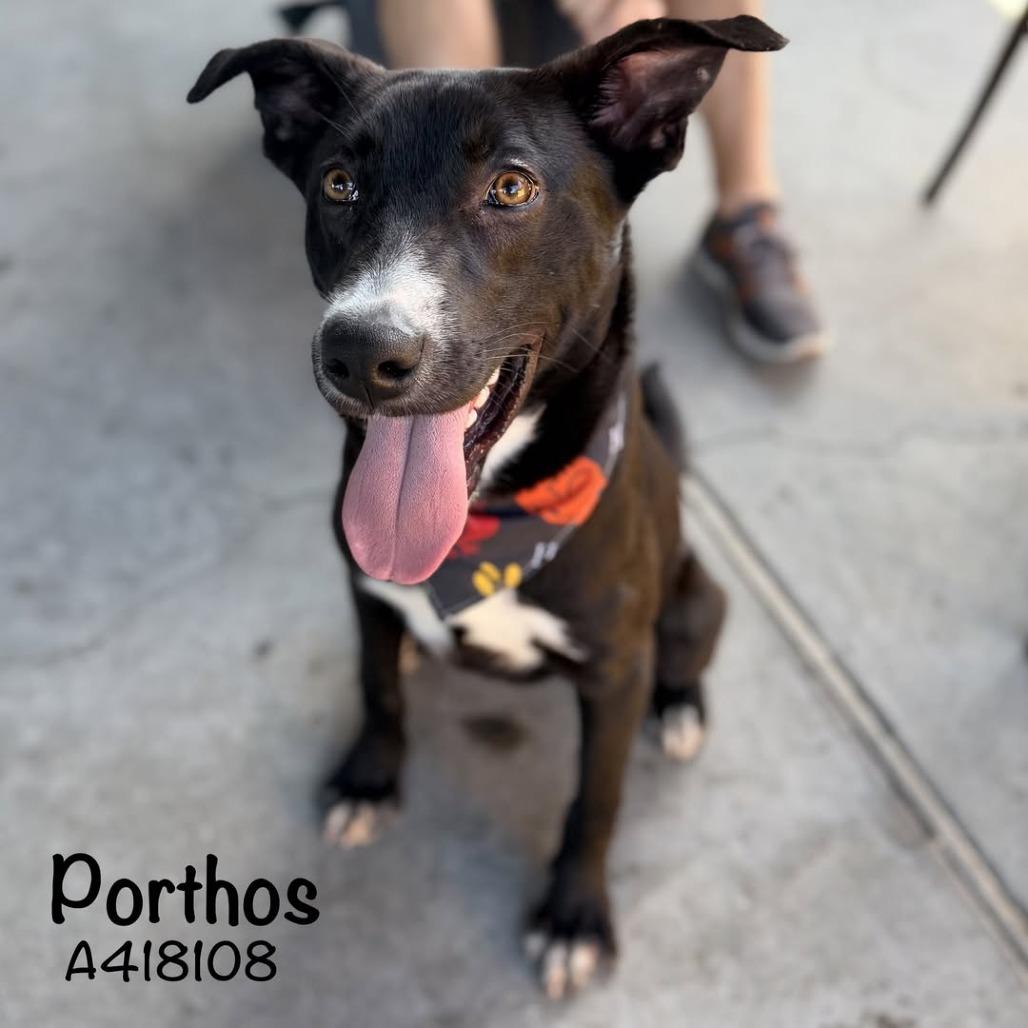 Enlarge Porthos, a Adoptable Mixed Breed in Kennebunk, ME image 6/6