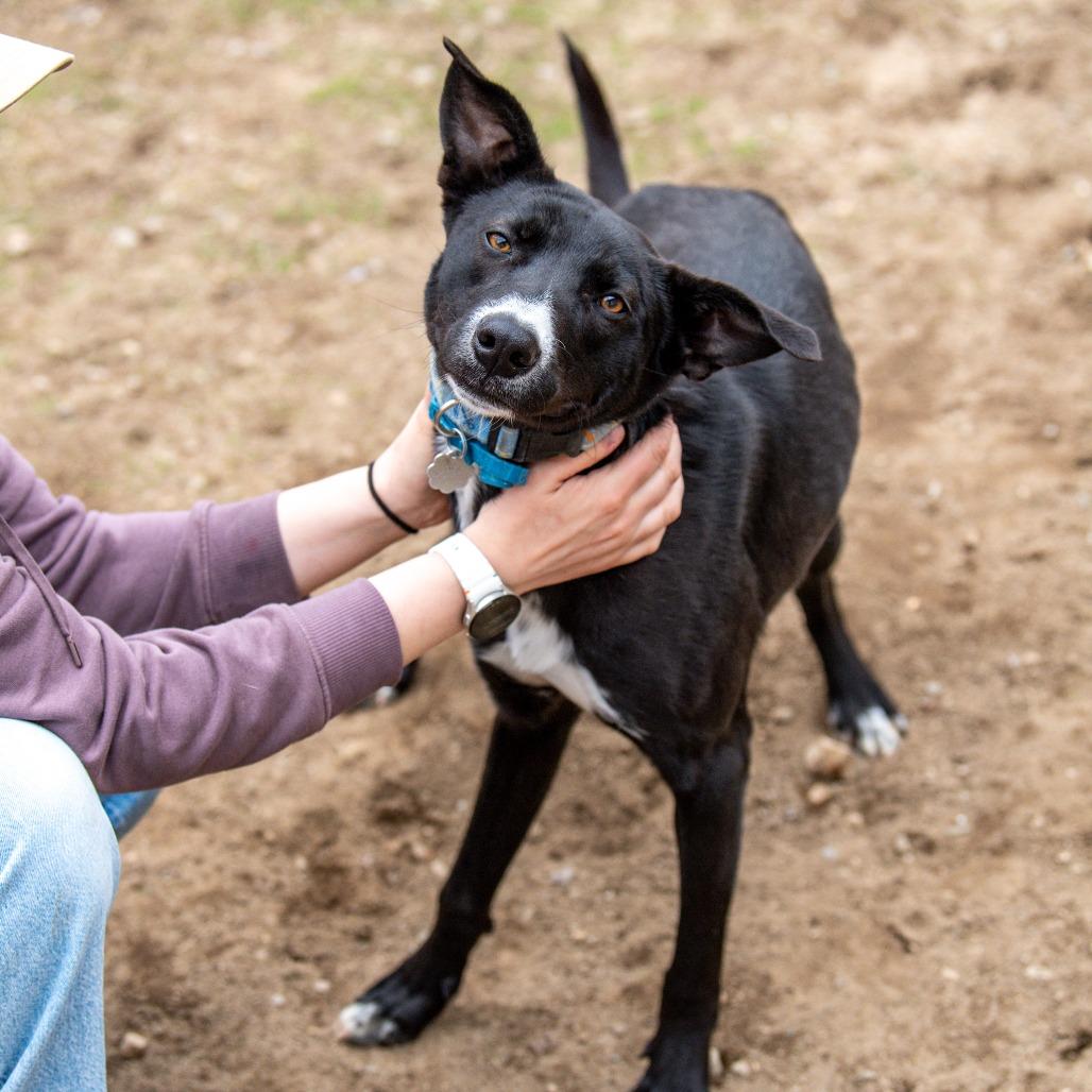 Enlarge Porthos *Avail by Appt*, a Adoptable Mixed Breed in Kennebunk, ME image 6/6