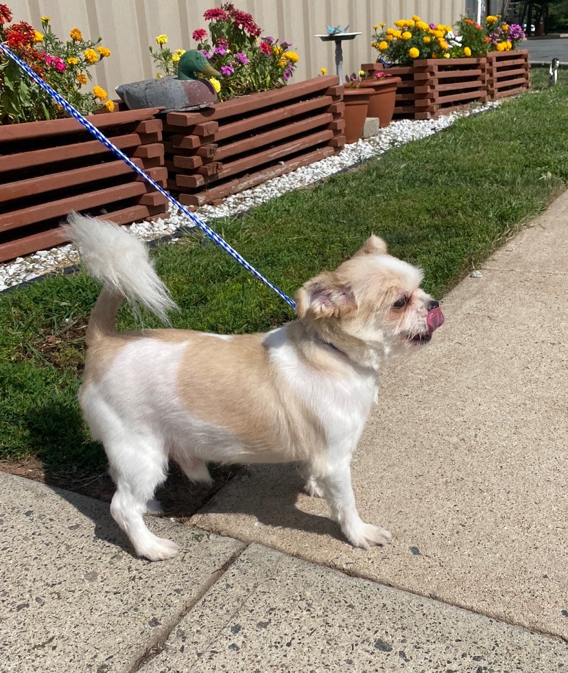 Shaggy, a Adopted mixed breed in Somerset, NJ image 1/6