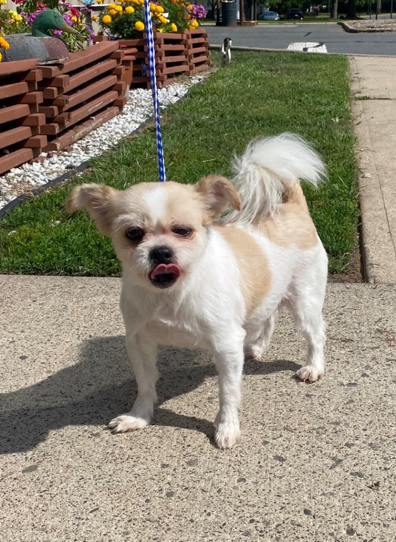 Shaggy, a Adopted mixed breed in Somerset, NJ image 3/6